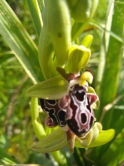 Ophrys kotschyi