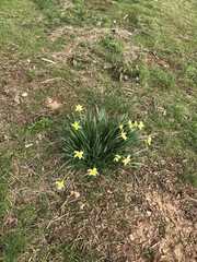 Narcissus × incomparabilis