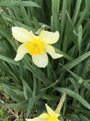 Narcissus × incomparabilis