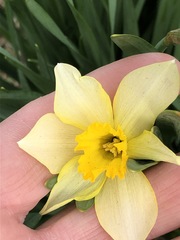 Narcissus × incomparabilis