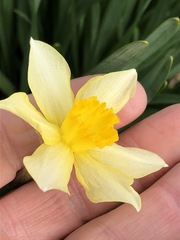 Narcissus × incomparabilis