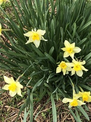 Narcissus × incomparabilis