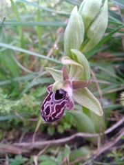 Ophrys kotschyi