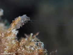 Vallicula multiformis