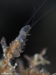 Vallicula multiformis