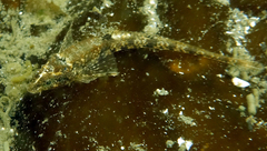 Odontopyxis trispinosa