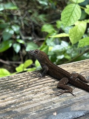 Anolis cristatellus
