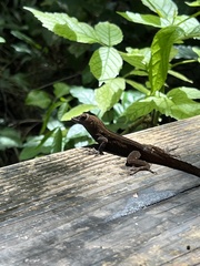 Anolis cristatellus