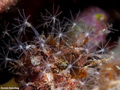 Canarya canariensis