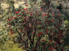 Rhododendron arboreum