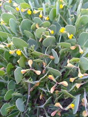 Scorpiurus muricatus