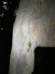 Leptosemia takanonis