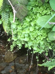 Hesperocodon hederaceus