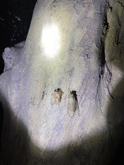 Leptosemia takanonis