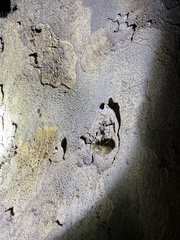 Leptosemia takanonis