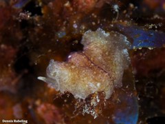Phrikoceros mopsus