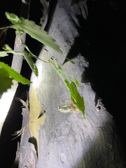 Leptosemia takanonis