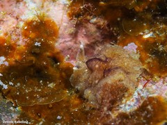 Phrikoceros mopsus