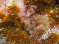 Phrikoceros mopsus