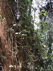 Solanum appendiculatum