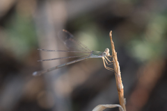 Lestes pallidus