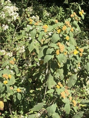 Verbesina oncophora