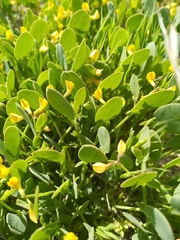 Scorpiurus muricatus