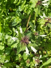 Lamium bifidum
