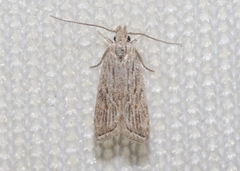 Helcystogramma chambersella