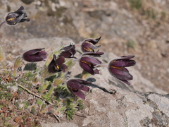 Pulsatilla rubra