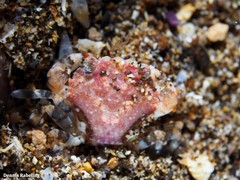 Liocarcinus corrugatus