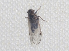 Melanoliarus acicus