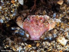 Liocarcinus corrugatus