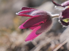 Pulsatilla rubra