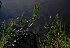 Betula michauxii
