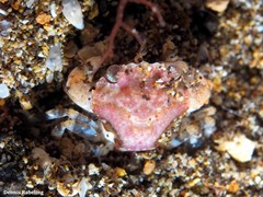 Liocarcinus corrugatus