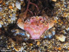 Liocarcinus corrugatus