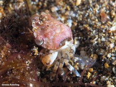 Liocarcinus corrugatus