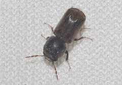 Xylobiops texanus