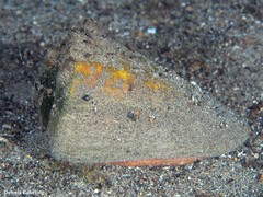 Conus canariensis
