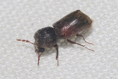 Xylobiops texanus