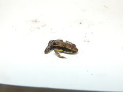 Epipedobates boulengeri