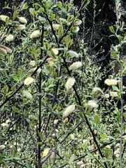 Salix paradoxa