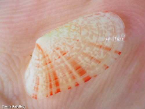 Moerella donacina