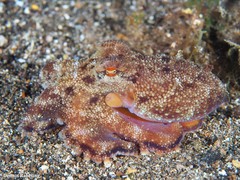 Amphioctopus burryi