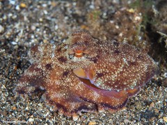 Amphioctopus burryi