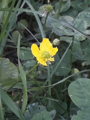 Ranunculus