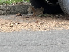 Sciurus carolinensis