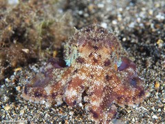 Amphioctopus burryi