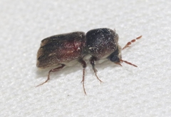 Xylobiops texanus